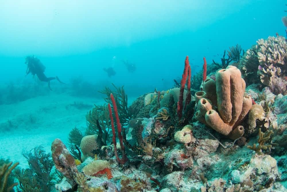 Korallenriff Karibik