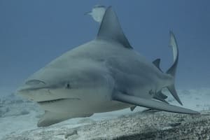 Tauchen mit Bullenhaien im Freiwasser