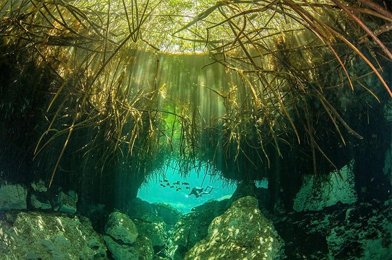 Mangrovenwald in Yucatan